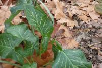 Arum italicum