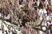 Alnus glutinosa