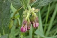 Symphytum officinale