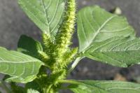 Amaranthus hybridus