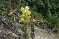 Linaria vulgaris