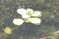 Ludwigia