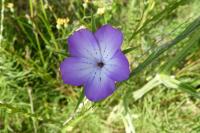 Agrostemma githago