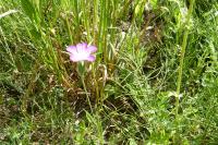 Agrostemma githago