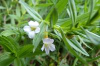 Gratiola officinalis