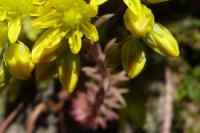 Sedum acre