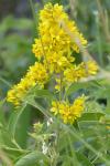 Lysimachia vulgaris