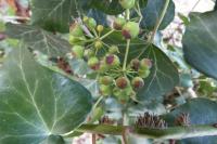 Hedera helix