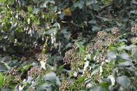 Hedera helix