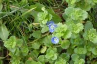 Veronica persica