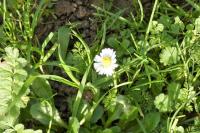 Bellis perennis