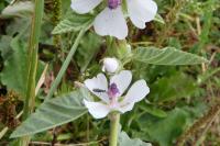 Althaea officinalis