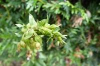 Epipactis helleborine
