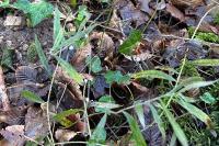 Lithospermum officinale