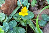 Ficaria verna