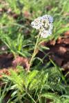 Achillea millefolium