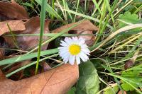 Bellis perennis