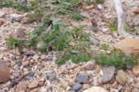Hypericum humifusum