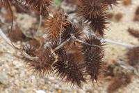 Xanthium strumarium
