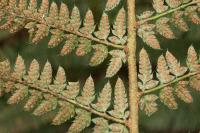 Polystichum setiferum