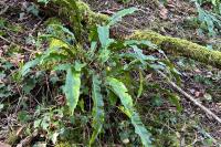 Asplenium scolopendrium