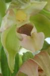 Epipactis helleborine