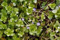 Veronica persica
