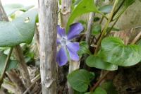 Vinca major