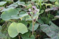Petasites pyrenaicus