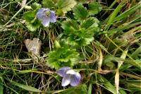 Veronica persica