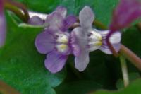 Cymbalaria muralis
