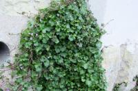 Cymbalaria muralis