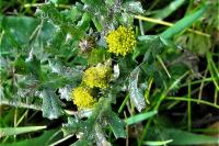 Senecio vulgaris