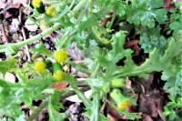 Senecio vulgaris