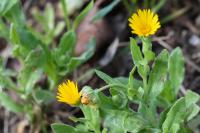 Calendula arvensis