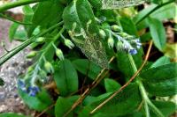 Myosotis arvensis