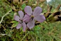 Saponaria officinalis