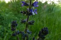 Salvia pratensis
