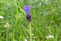Muscari comosum