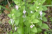 Melittis melissophyllum