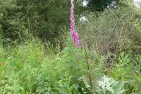 Digitalis purpurea