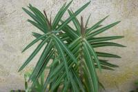 Euphorbia lathyris
