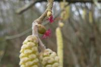 Corylus avellana