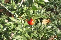 Ruscus aculeatus