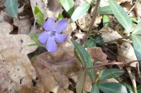 Vinca minor