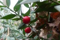Ruscus aculeatus