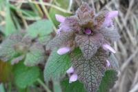 Lamium purpureum