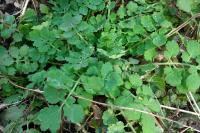 Chelidonium majus