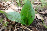 Arum maculatum