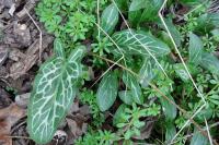 Arum italicum